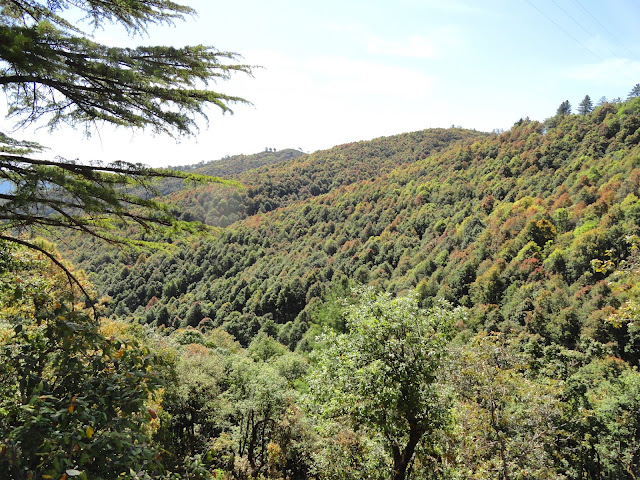 IVRI forest Mukteshwar