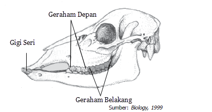 Sistem Pencernaan pada Hewan  Memamah Biak Mikirbae com