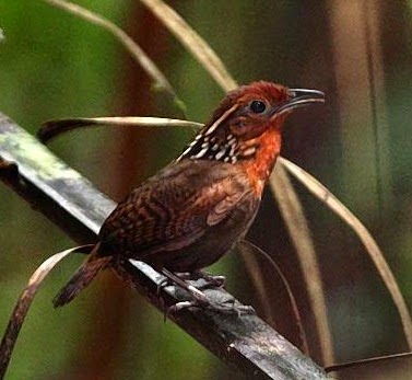 Harmony indah suara burung Musician wren