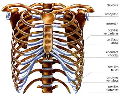Dibujo de la Caja Torácica del ser humano para niños