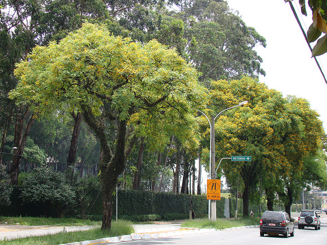 Escolhendo a árvore certa para plantar na sua rua