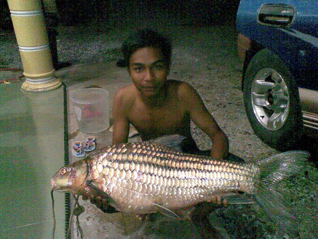 Gambar Ikan Temoleh Probarbus Jullieni GambarBinatang Com