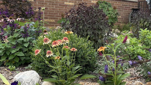 Garden pictures showing annuals and perennials