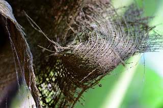 coconut palm fiber