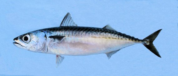 Peixe Cavalinha | Scomber japonicus