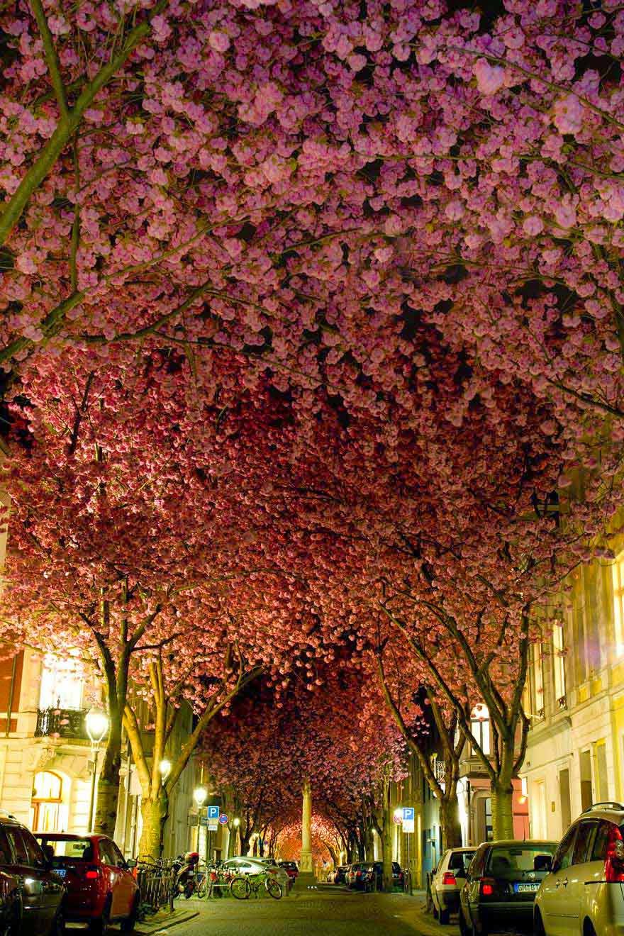 #6. Cherry blossoms in Bonn, Germany - 16 Of The Most Magnificent Trees In The World.