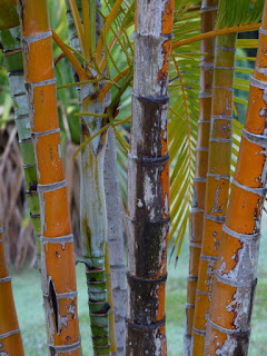 Photos de Palmiers et plantes ressemblantes de Cuba