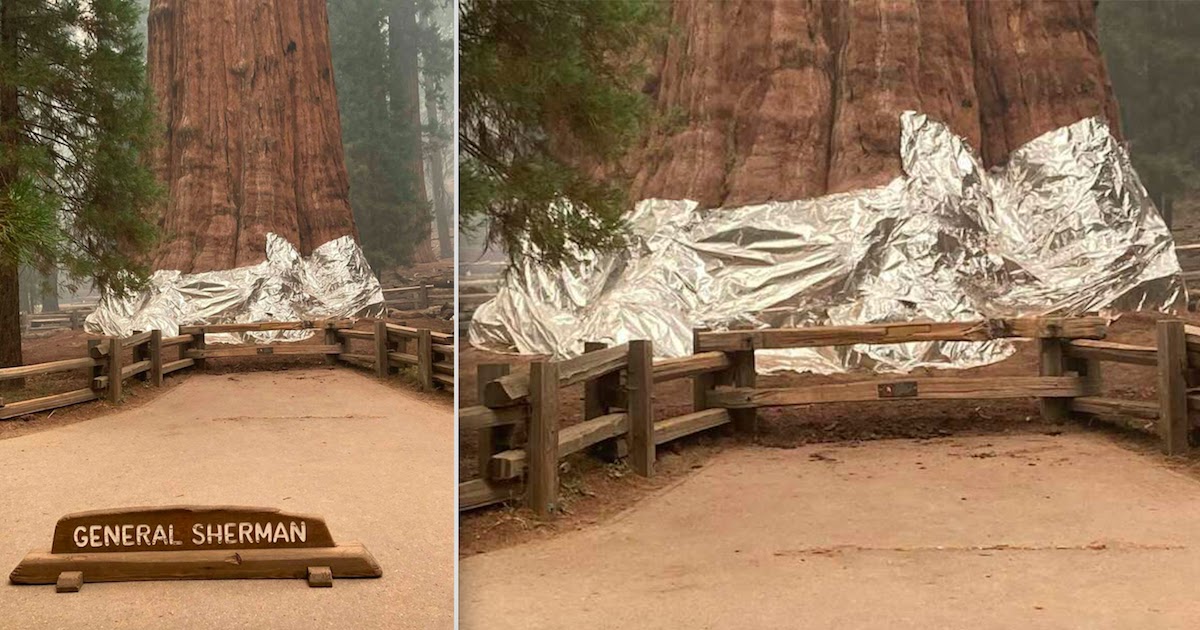 Firefighters Wrap The World's Largest Tree In Fireproof Blanket As Wildfires Rage Closer