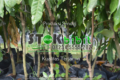 Sonokeling                                        cara menanam pohon sonokeling