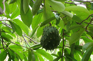 Benefits Of Soursop Leaf To Human Health