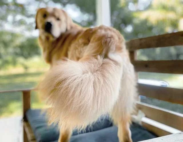 Why do Golden Retrievers wag their tails