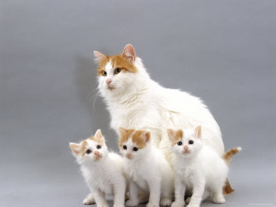 Turkish Van and three straight-haired kittens