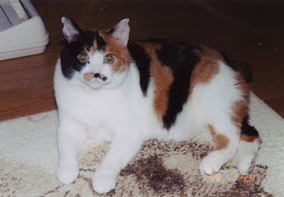 Japanese Bobtail Popular Cat Breeders