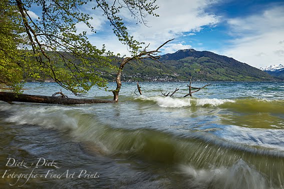 Föhnsturm am Zugersee am 24. April 2019 - mit Gnipen