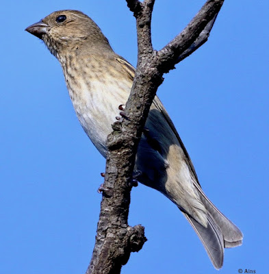 Common Rosefinch - local migrant
