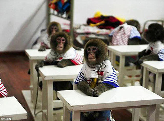  China Zoo kini membuka kelas bagi 30 monyet salji