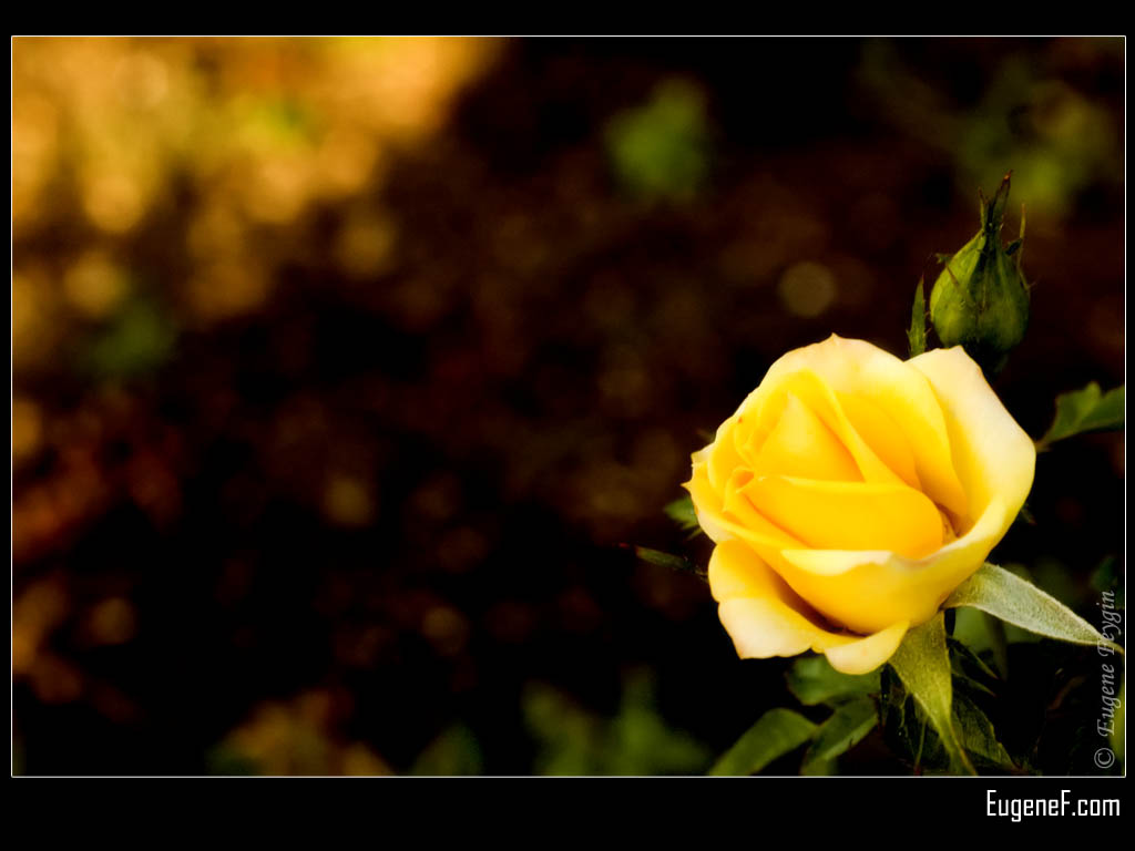 Yellow Wallpaper: Yellow Rose HD Wallpaper Download Free