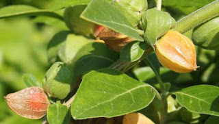 Benefits of Ashwagandha