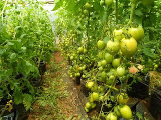 greenhouse, green house farming in kenya, greenhouse farming in kenya, green house, green houses in kenya,