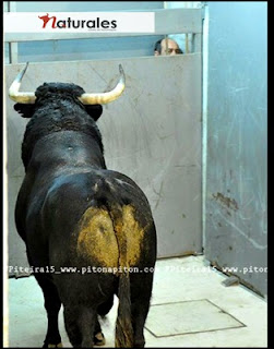 Uma ganadaria portuguesa em Burgos