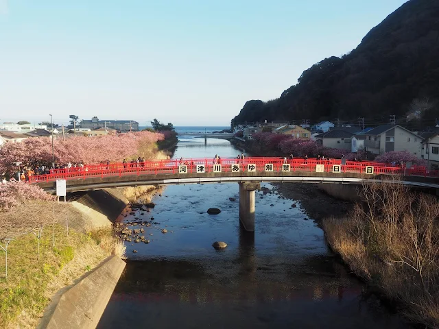 河津川　河津桜