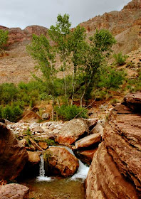 Grand Canyon Oasis Paradise by Selep Imaging