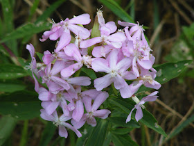 Soapwort Saponaria officinalis.  Indre et Loire, France. Photographed by Susan Walter. Tour the Loire Valley with a classic car and a private guide.