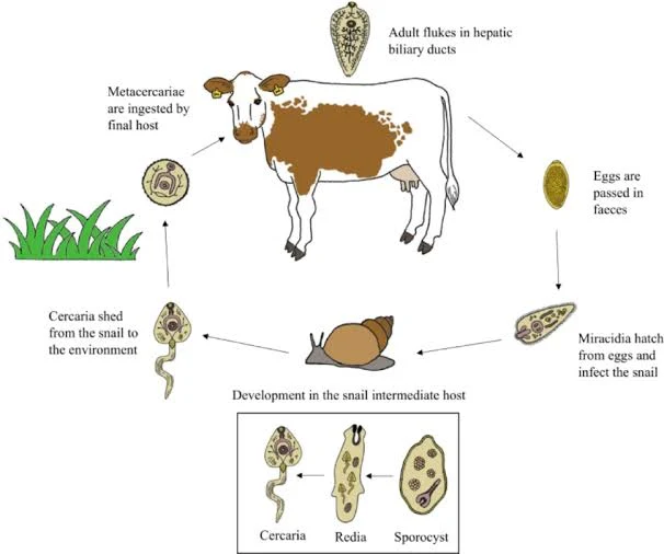 फैसियोला हिपैटिका के जीवन चक्र का सचित्र वर्णन कीजिए । the life cycle of Fasciola-hepatica