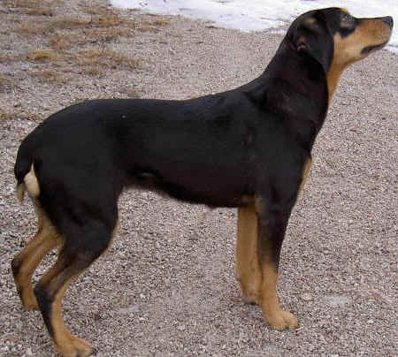 The Smålandsstövare ( Smaland Hound ) is a breed of d