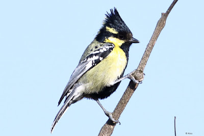 Indian Yellow Tit