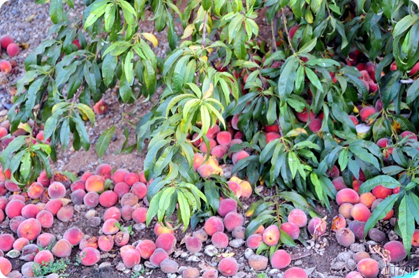Peaches