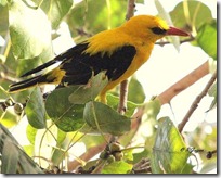 014 Eurasian Golden Oriole. ( Shawrn Peelak )