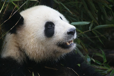 panda death
