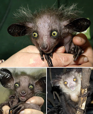 [Image: Aye-aye.jpg]