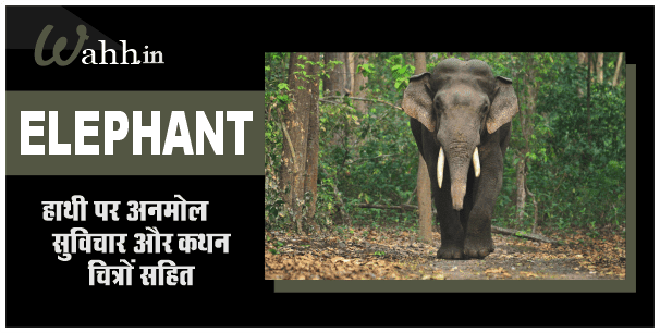 Elephant Quotes In Hindi