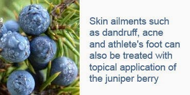 Juniper berry health benefits 4