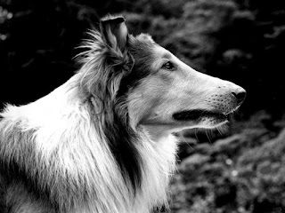 Pal: The First Lassie