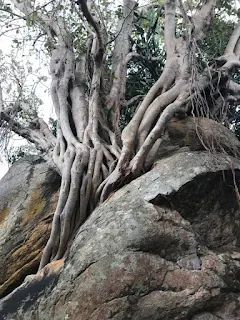 Big old tree with special trunk