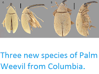 https://sciencythoughts.blogspot.com/2013/06/three-new-species-of-palm-weevil-from.html