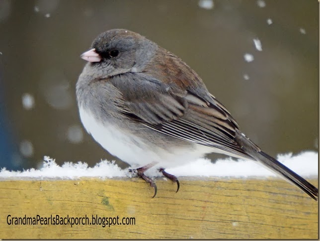 DSCF0012  female junco resized