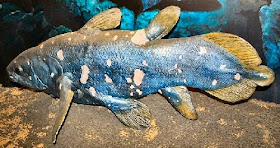 Coelacanth atau Ikan Raja Laut ( 360 Juta Tahun)