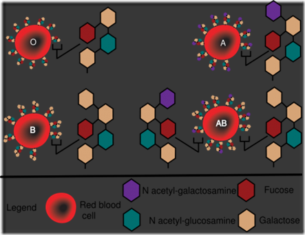 795px-abo_blood_group_diagram-svg