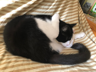black and white cat on futon