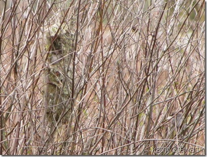 Bushtits at nest