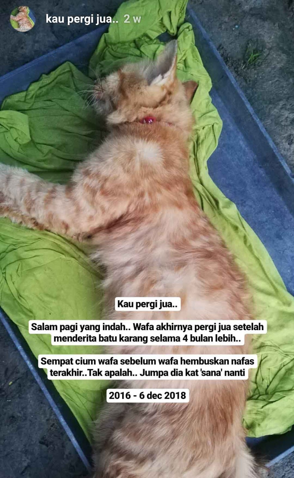 Ubat Luka Kaki Kucing - BB Rumah