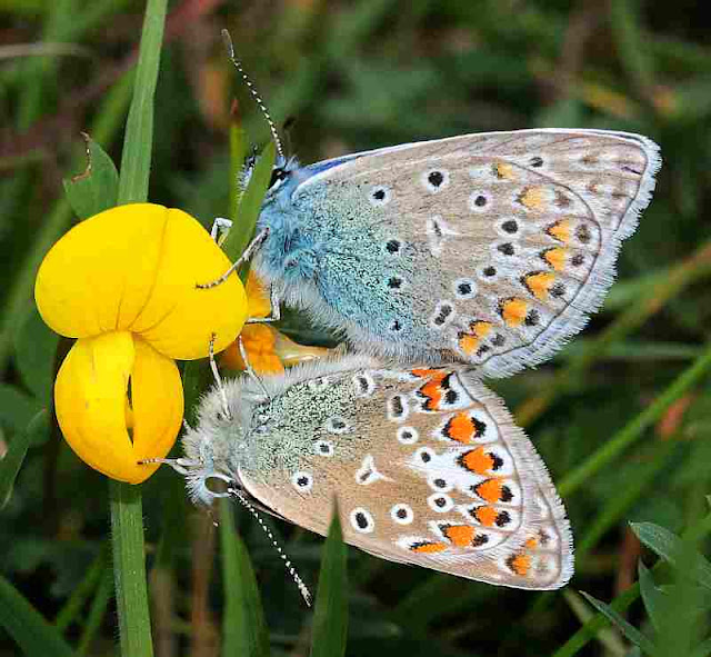 Hauhechel-Bläuling, Polyommatus icarus