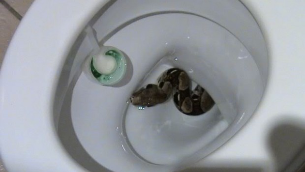 Cobras, aranhas e ratos podem sair pelo vaso sanitário