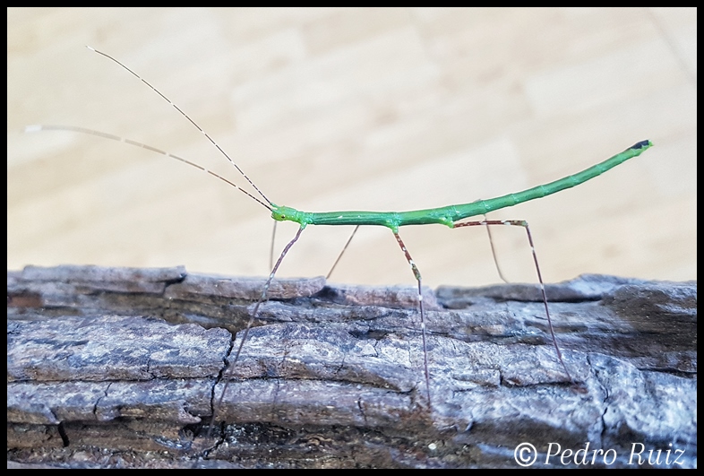 Ninfa macho L5 de Myronides sp. "Peleng", 5,5 cm de longitud