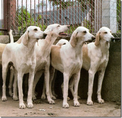 razas de perros grandes-Billy