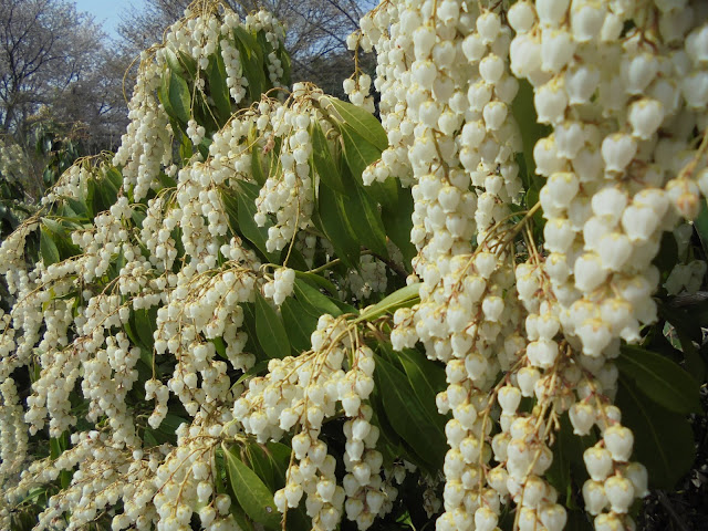 白いアセビの花が満開